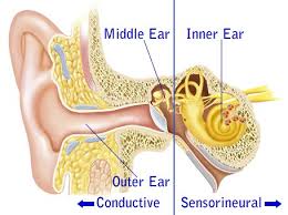 Middle ear illustration